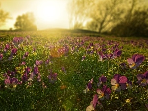 pansies, sun, Meadow