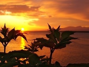 sun, west, Plants, sea