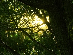 Przebijaj?ce, sun, forest