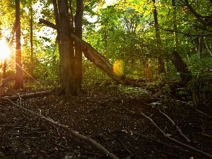luminosity, sun, ligh, forest, flash, branch pics, Przebijaj?ce