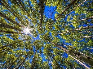 rays, sun, birch