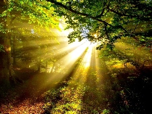 rays, sun, forest