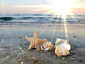 sun, rays, sea, Shells