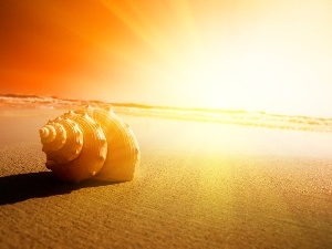 sun, west, shell, Beaches