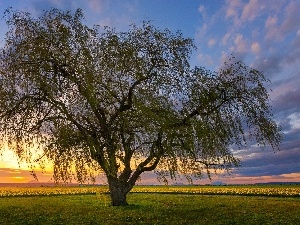 Spring, sun, east, trees, horizon, Meadow, field