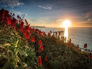 sun, sea, rays, flower, stand, aloe