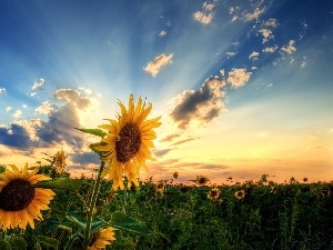 sun, rays, Sunflower, Field