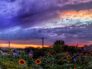 sun, west, clouds, Nice sunflowers, Houses