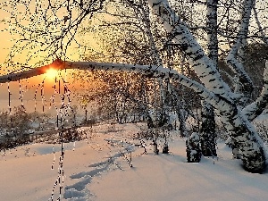 Houses, sun, west, winter, birch-tree, snow, traces