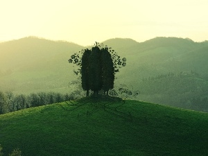 trees, sun, Mountains