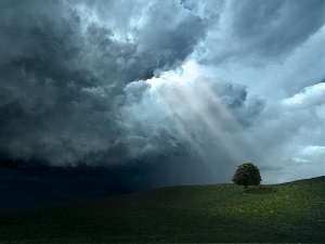 sun, rays, trees, Meadow