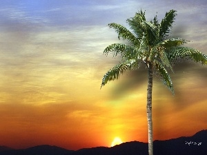west, sun, Palm