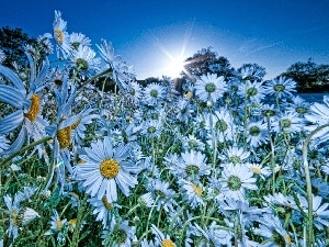 sun, rays, White, Flowers