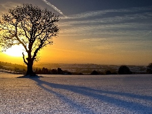 sun, woods, east, trees, winter, field