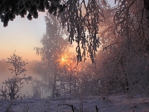 sun, rays, forest, winter, field