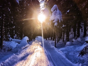 sun, rays, forest, winter, Way