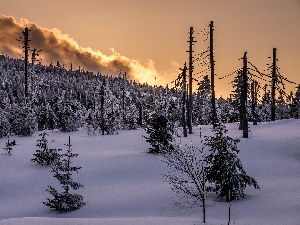 sun, west, woods, clouds