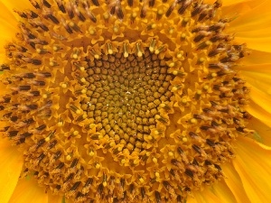 sunflower, Centre