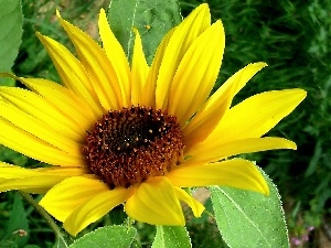 Sunflower decorative, Colourfull Flowers