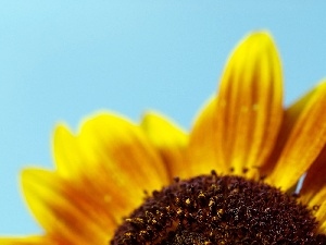 sunflower, rapprochement, Colourfull Flowers