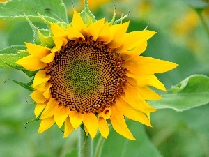 Sunflower, flower