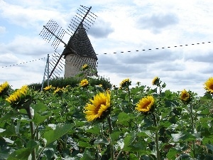 Flowers, Sunflower, Windmill