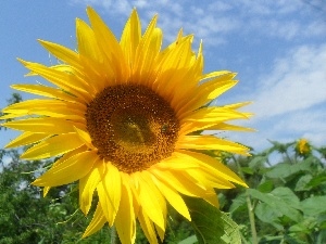 Sunflower, handsome