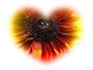 Sunflower, Heart