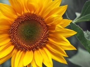 lonely, Sunflower, colossal