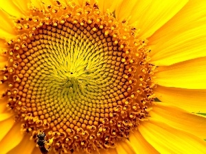 Sunflower, Yellow