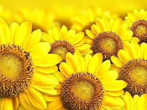 sunflowers, bouquet