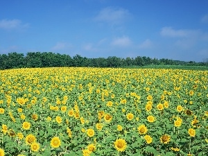 sunflowers, Field