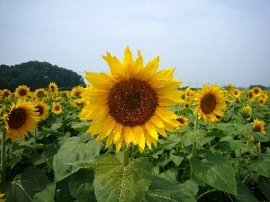 sunflowers, Field