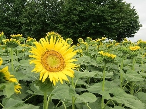 sunflowers, Field