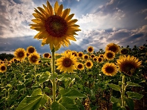 sunflowers, Field