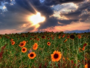Nice sunflowers, Field