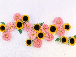 Nice sunflowers, gerberas