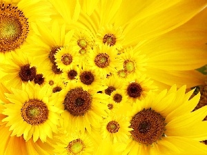 Nice sunflowers, Yellow