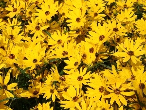 ornamental, sunflowers, Field