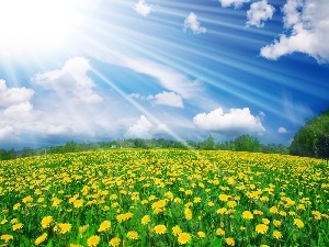 sunny, rays, dandelions, Sky, Meadow