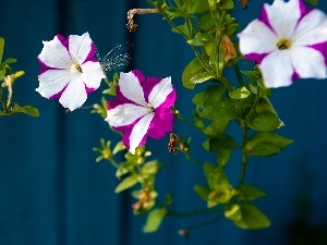 Violet, surfinia, white