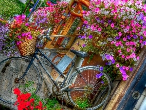 Surfinie, Flowers, florist, Bike