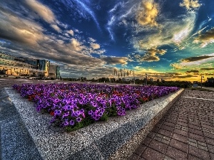 Surfinie, clouds, flower-bed