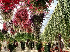 Surfinie, hanging, botanical garden, color