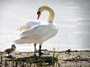 Swan