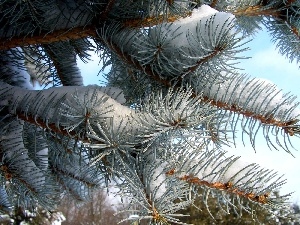 Swierk, twig, winter, A snow-covered