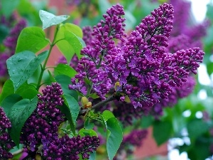 Syringa