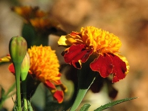 Tagetes