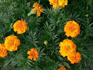 Tagetes built