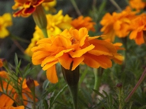 Tagetes, Yellow Honda, Colourfull Flowers